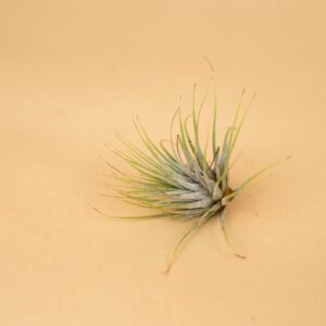 Tillandsia