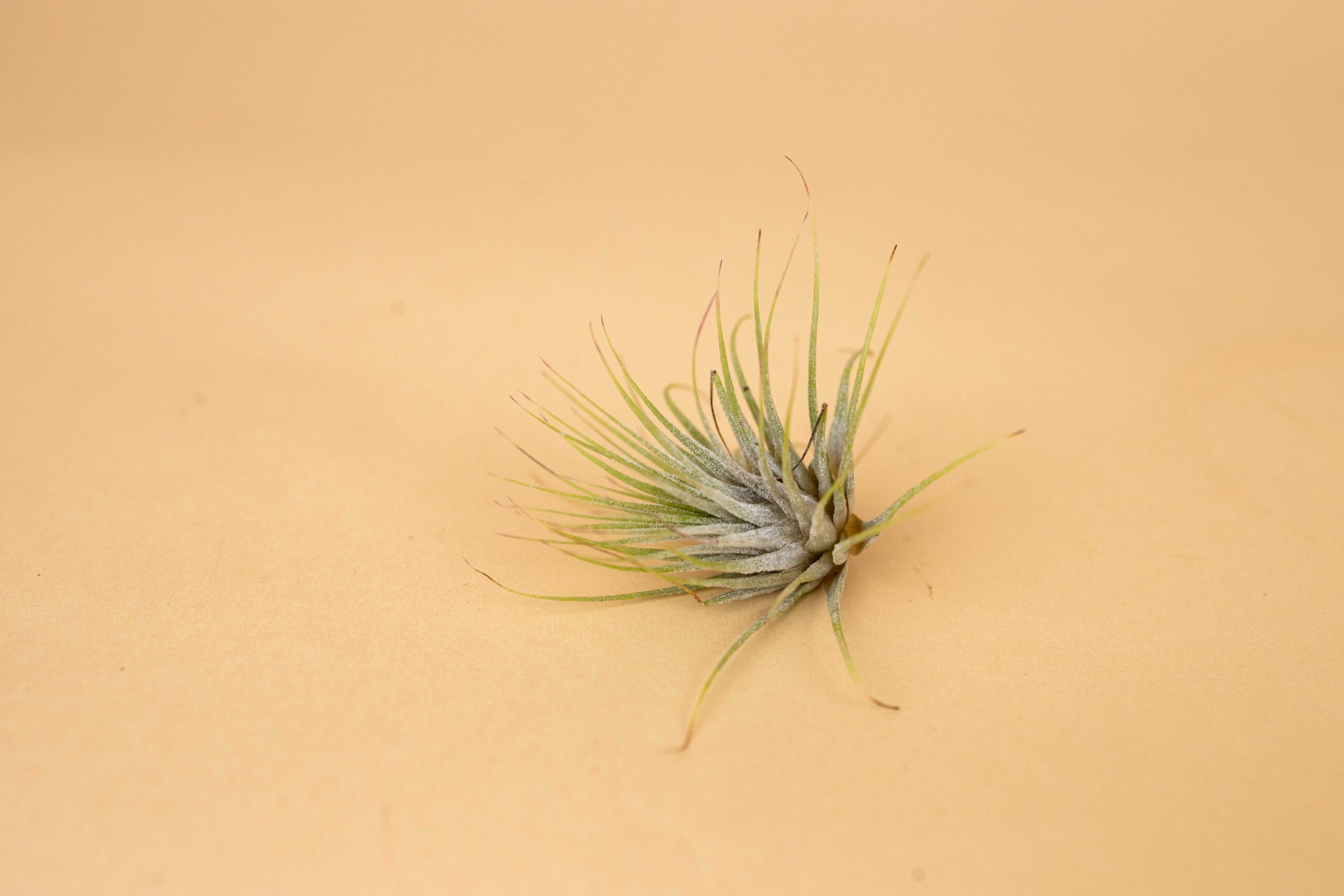 Tillandsia