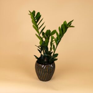 Zamioculcas zamiifolia