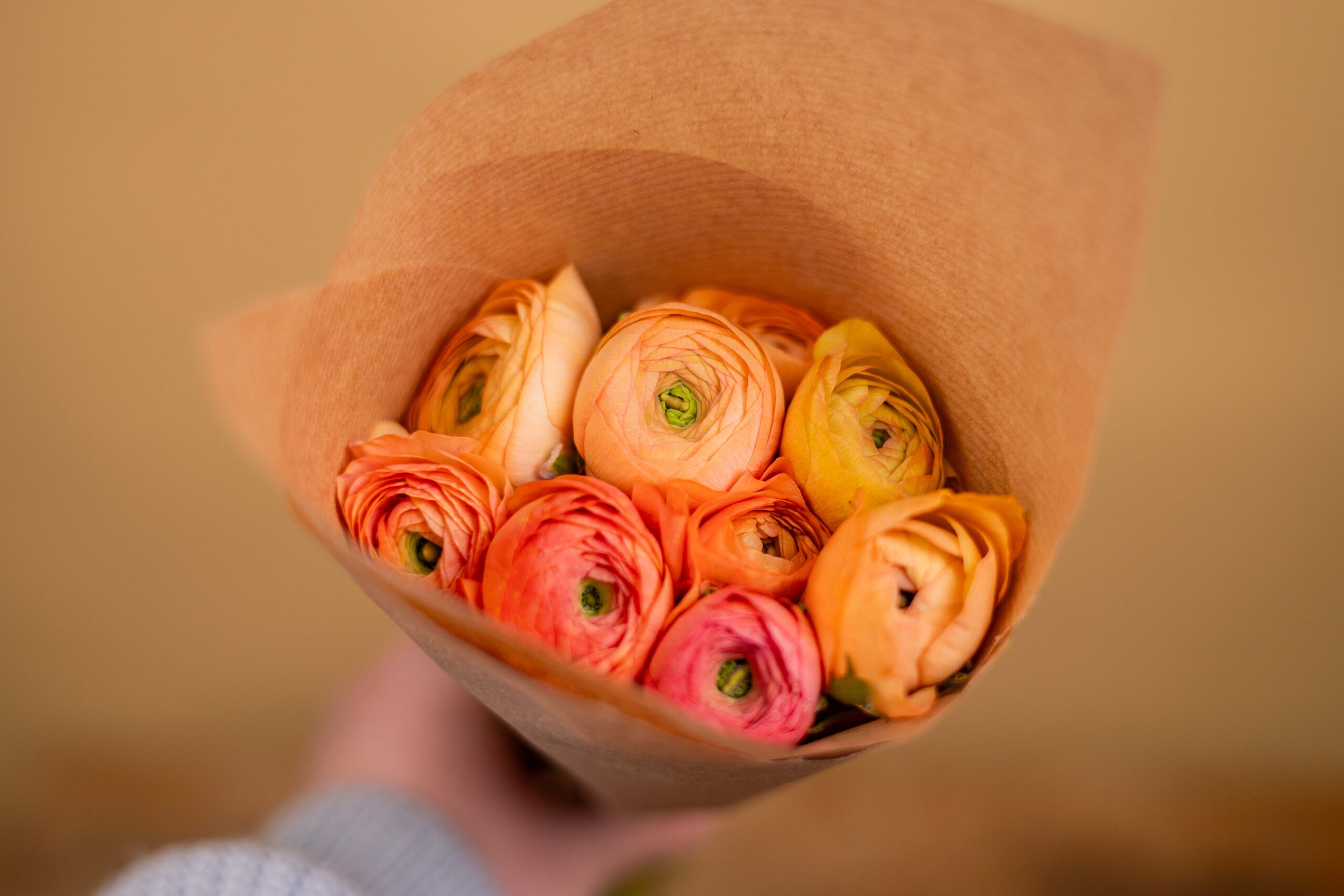 Zväzok Iskerníkov - Ranunculus